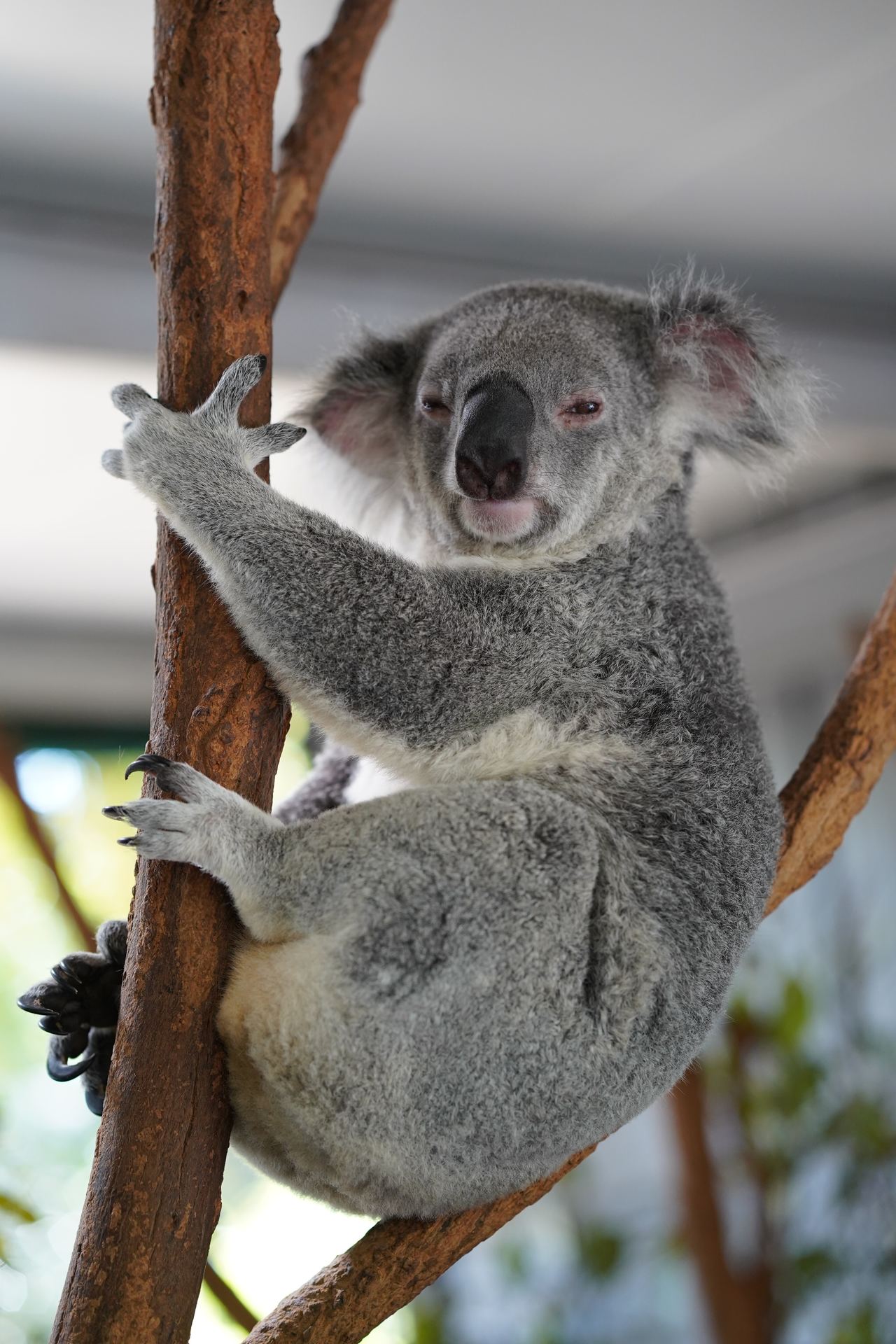 Sites phares de Brisbane avec Sanctuaire des Koala
